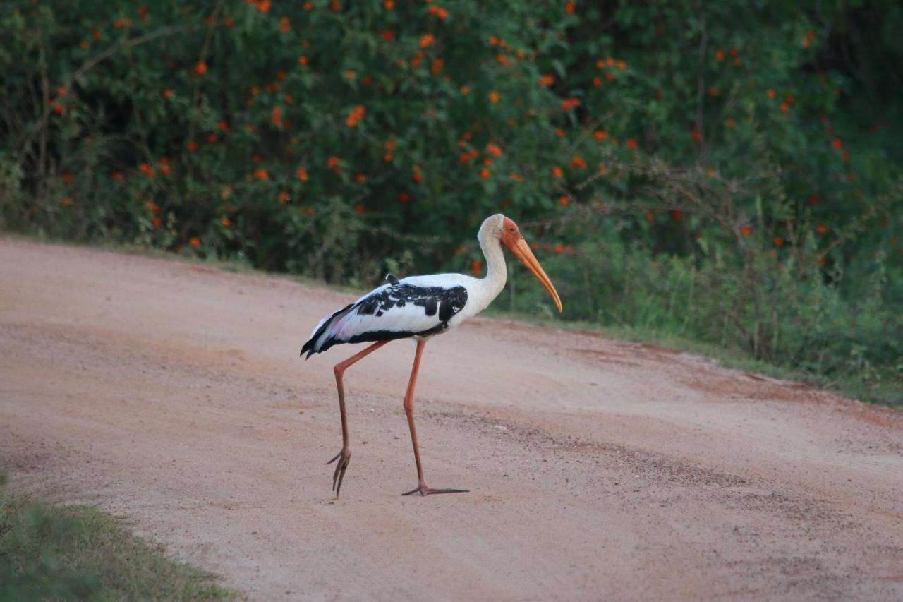 טיסמהרמה Lake Ibis מראה חיצוני תמונה